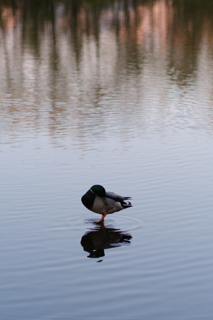 mallard preening in a pond