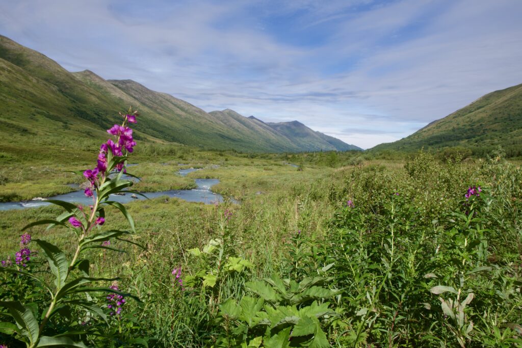 Landscape of grassy valley with river and fireweed in bloom.