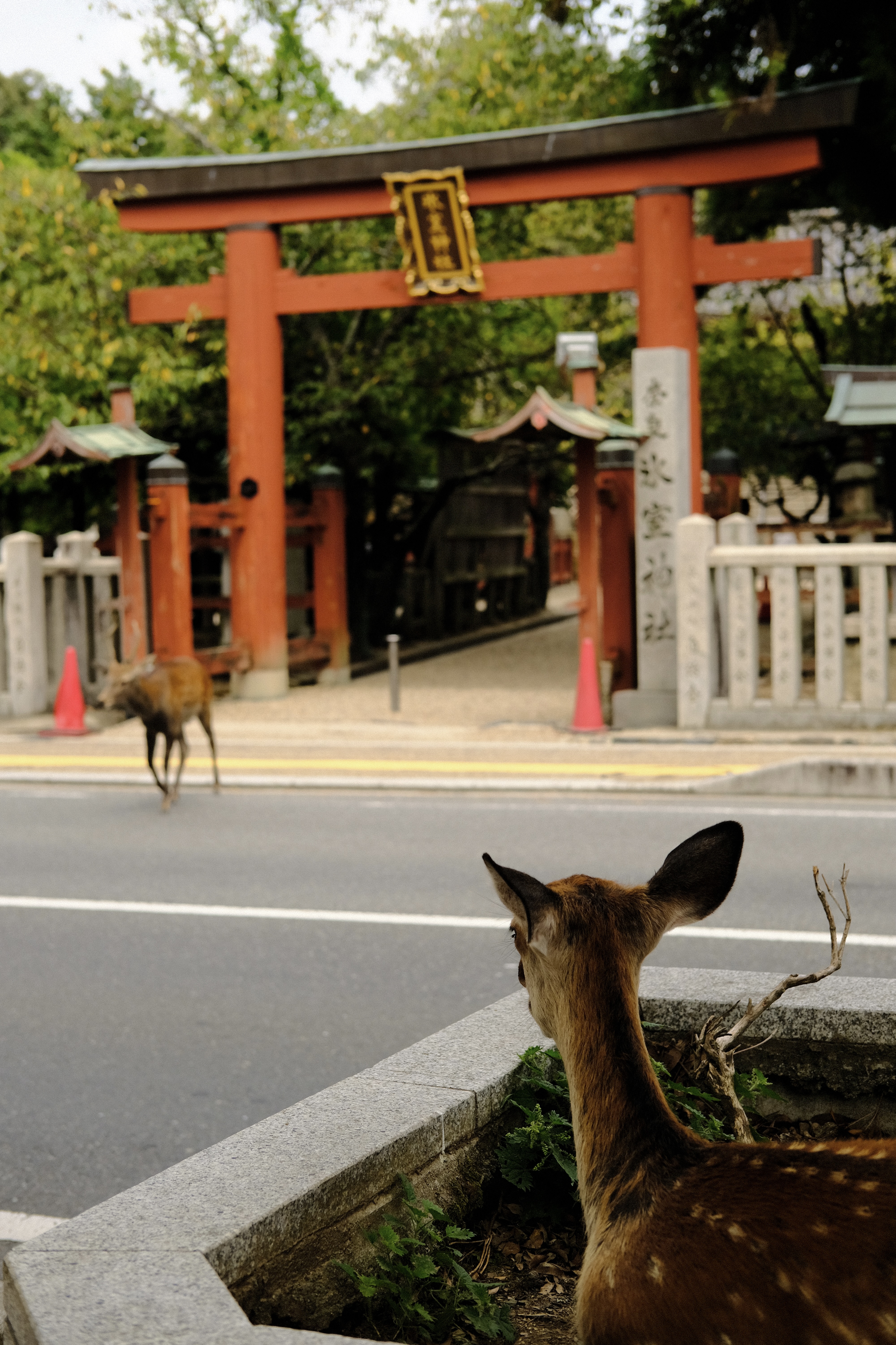 deer in a planter in Nara across from a torii gate