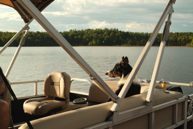 Salmon the border collie, lounging on a pontoon boat on a lake