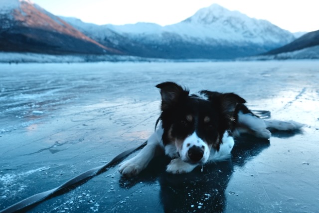 Salmon the border collie taking a breather on a frozen Eklutna Lake, mid-skate