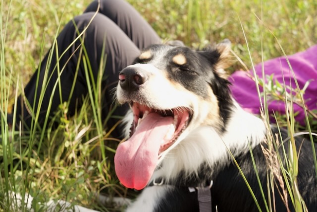 salmon the dog and another trip to japan